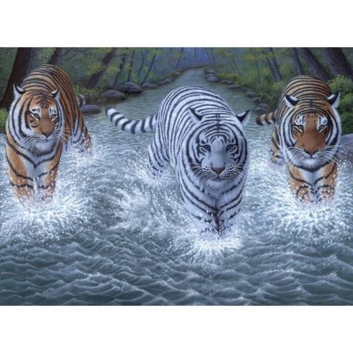Pictura pe numere juniori - 3 tigri